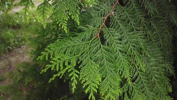 自然の背景 木の枝や風の中の植物に美しい緑の葉 夏の日に森林緑の植物 スローモーション — ストック動画