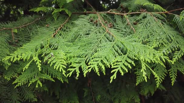 Φυσικό Φόντο Όμορφα Πράσινα Φύλλα Ένα Κλαδί Δέντρου Ένα Φυτό — Αρχείο Βίντεο