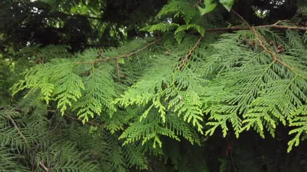 Природа Красивые Зеленые Листья Ветке Дерева Растение Ветру Лесные Зеленые — стоковое видео
