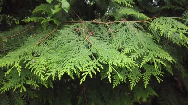 Doğa Arka Planı Bir Ağaç Dalı Veya Rüzgarda Bir Bitki — Stok video
