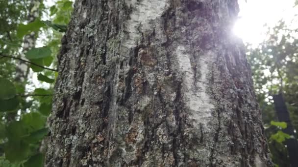 tronc de bouleau recouvert de mousse et de lichens. La vieille texture d'écorce d'arbre. Herbe verte à l'arrière-plan. Éléments de conception naturels .