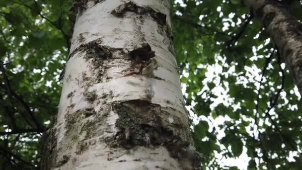tronc de bouleau recouvert de mousse et de lichens. La vieille texture d'écorce d'arbre. Herbe verte à l'arrière-plan. Éléments de conception naturels .