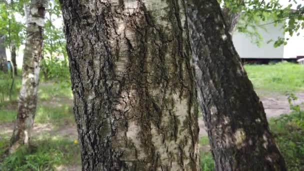 tronc de bouleau recouvert de mousse et de lichens. La vieille texture d'écorce d'arbre. Herbe verte à l'arrière-plan. Éléments de conception naturels .