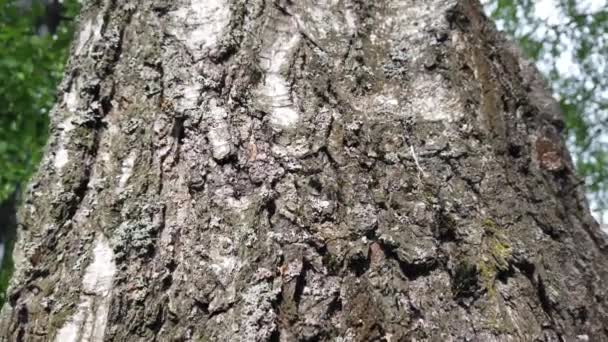 tronc de bouleau recouvert de mousse et de lichens. La vieille texture d'écorce d'arbre. Herbe verte à l'arrière-plan. Éléments de conception naturels .