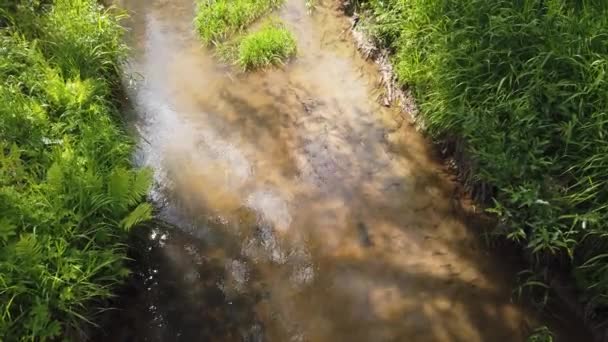 River Stream View Green Grass — Stock Video