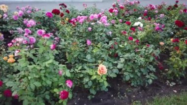 Şehir park yatakta çiçek.