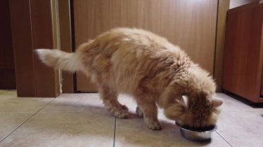 Kırmızı kedi tabağından kuru yemek yer.
