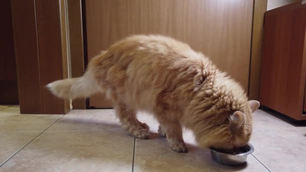 Κόκκινη Γάτα Τρώει Ξηρά Τροφή Από Πιάτο Του — Αρχείο Βίντεο