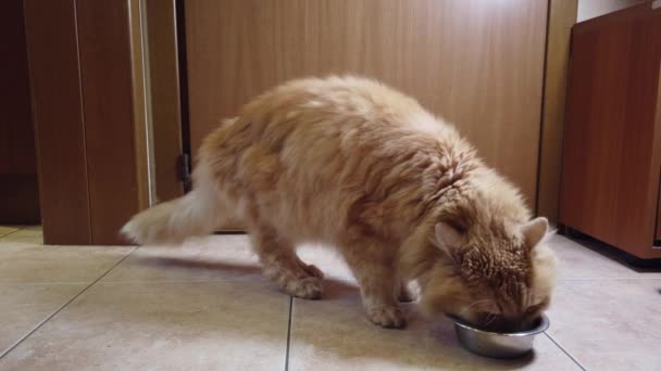 赤猫は彼の皿から乾燥した食べ物を食べる — ストック動画