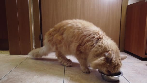 Red Cat Eats Dry Food His Plate — Stock Video