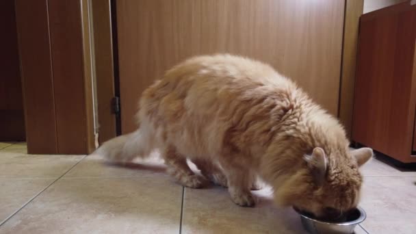 Kırmızı Kedi Tabağından Kuru Yemek Yer — Stok video