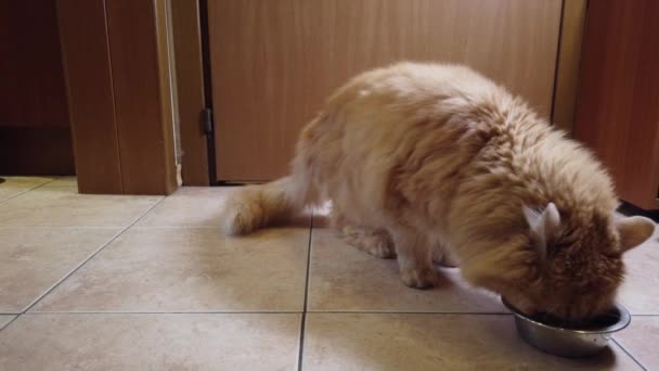 Kırmızı Kedi Tabağından Kuru Yemek Yer — Stok video