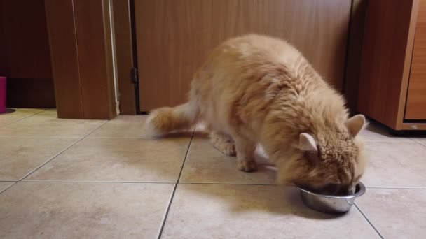 Red Cat Eats Dry Food His Plate — Stock Video