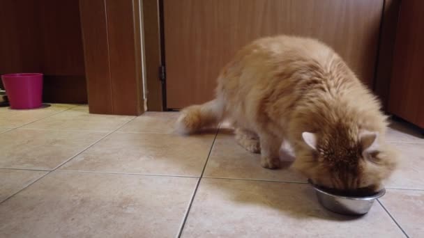 Κόκκινη Γάτα Τρώει Ξηρά Τροφή Από Πιάτο Του — Αρχείο Βίντεο