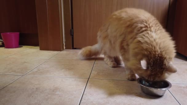 Красная Кошка Ест Сухую Пищу Тарелки — стоковое видео