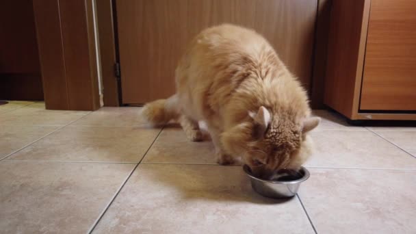 Red Cat Eats Dry Food His Plate — Stock Video