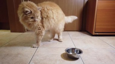 Kırmızı kedi tabağından kuru yemek yer.