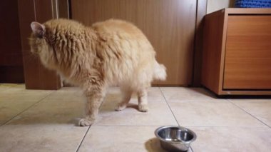 Kırmızı kedi tabağından kuru yemek yer.