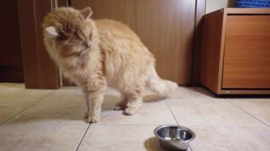 Kırmızı kedi tabağından kuru yemek yer.