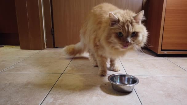 Red Cat Eats Dry Food His Plate — Stock Video