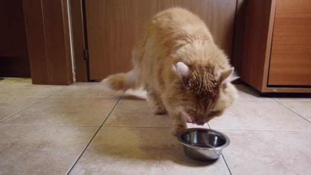 赤猫は彼の皿から乾燥した食べ物を食べる — ストック動画