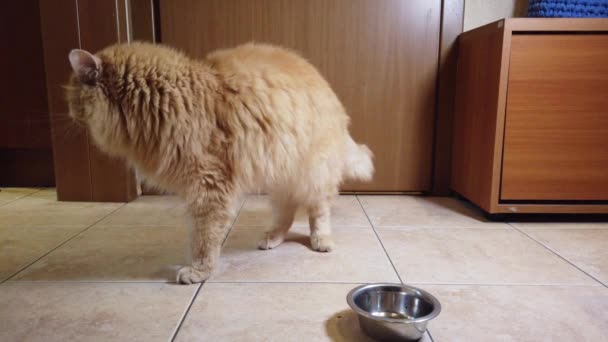 Gato Vermelho Come Comida Seca Seu Prato — Vídeo de Stock