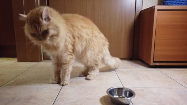 Chat Rouge Mange Nourriture Sèche Son Assiette — Video