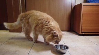 Kırmızı kedi tabağından kuru yemek yer.