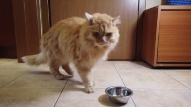 Kırmızı kedi tabağından kuru yemek yer.