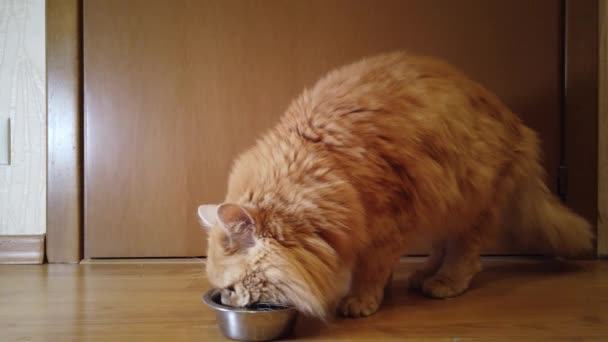 Gatto Rosso Mangia Cibo Secco Dal Suo Piatto — Video Stock