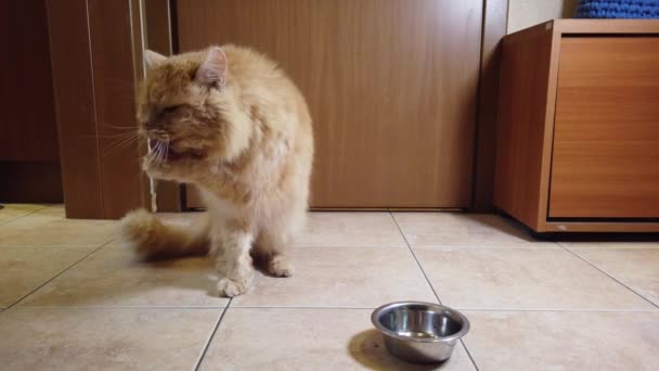Czerwony Kot Zjada Suchą Żywność Płyty — Wideo stockowe