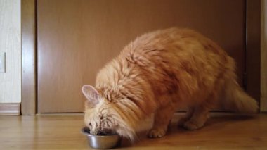 Kırmızı kedi tabağından kuru yemek yer.