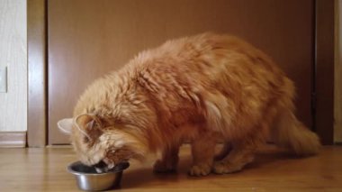 Kırmızı kedi tabağından kuru yemek yer.