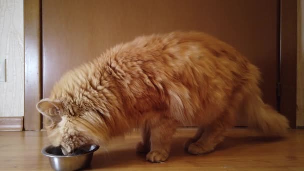 Chat Rouge Mange Nourriture Sèche Son Assiette — Video