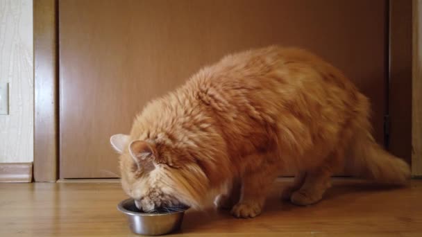 赤猫は彼の皿から乾燥した食べ物を食べる — ストック動画