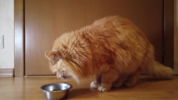 Gato Vermelho Come Comida Seca Seu Prato — Vídeo de Stock