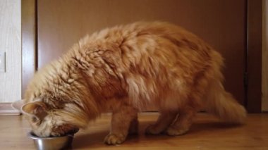 Kırmızı kedi tabağından kuru yemek yer.