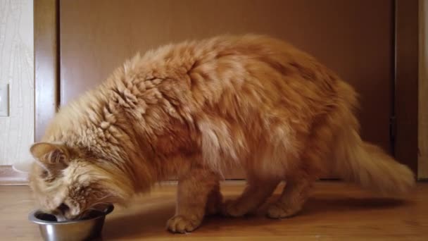 Rote Katze Frisst Trockenfutter Vom Teller — Stockvideo