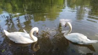 Yeşilliklerle çevrili iki muhteşem beyaz kuğu doğal gölet suyunda yüzüyor. İnsanlar kuğuları otla besler..