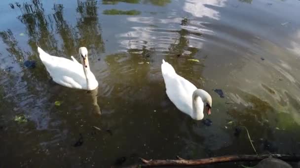 Два Розкішних Білих Лебедя Плавають Природній Ставковій Воді Оточеній Зеленню — стокове відео