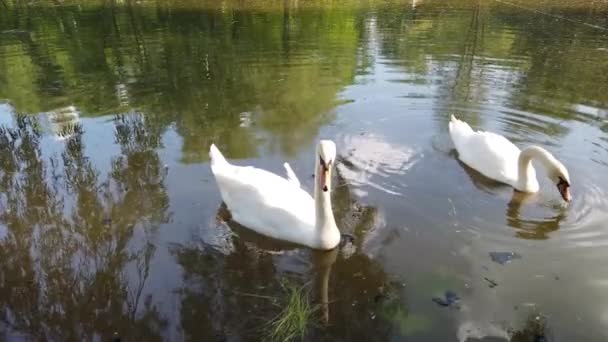 Dvě Nádherné Bílé Labutě Plovoucí Přírodní Rybníkové Vody Obklopené Zelení — Stock video