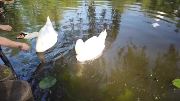 两只美丽的白天鹅漂浮在绿茵环绕的天然池塘边 人们用草喂天鹅 — 图库视频影像