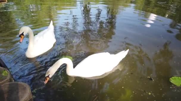Два Розкішних Білих Лебедя Плавають Природній Ставковій Воді Оточеній Зеленню — стокове відео