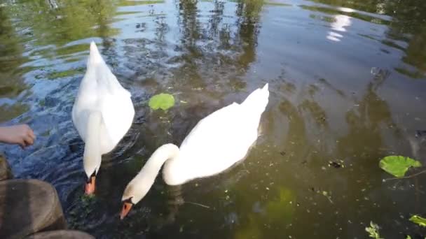 Deux Magnifiques Cygne Blanc Flottant Eau Étang Naturel Entouré Verdure — Video