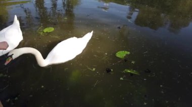Yeşilliklerle çevrili iki muhteşem beyaz kuğu doğal gölet suyunda yüzüyor. İnsanlar kuğuları otla besler..