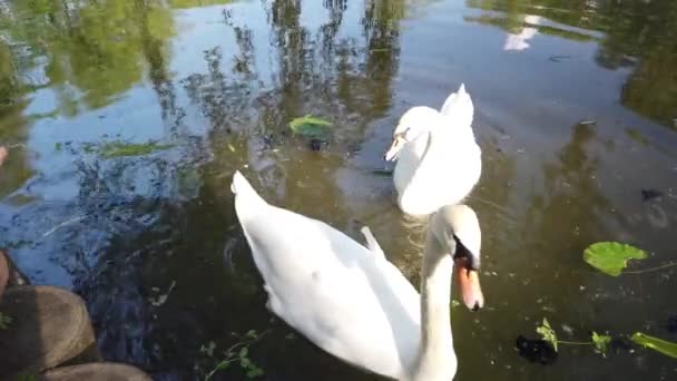 Dos Magníficos Cisnes Blancos Flotando Agua Natural Del Estanque Rodeado — Vídeo de stock
