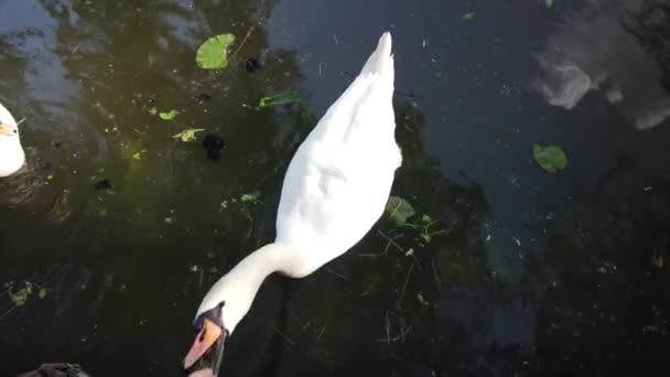 Dois Lindo Cisne Branco Flutuando Água Lagoa Natural Cercado Por — Vídeo de Stock