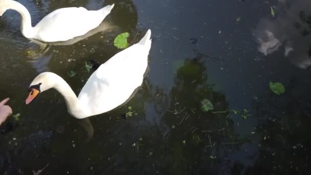 Zwei Wunderschöne Weiße Schwäne Schwimmen Natürlichen Teichwasser Umgeben Von Viel — Stockvideo