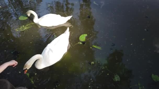 Dvě Nádherné Bílé Labutě Plovoucí Přírodní Rybníkové Vody Obklopené Zelení — Stock video