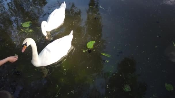 Twee Prachtige Witte Zwaan Drijvend Natuurlijk Vijverwater Omgeven Door Groen — Stockvideo
